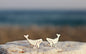 Sterling Silver Humpback Whale Studs Earrings